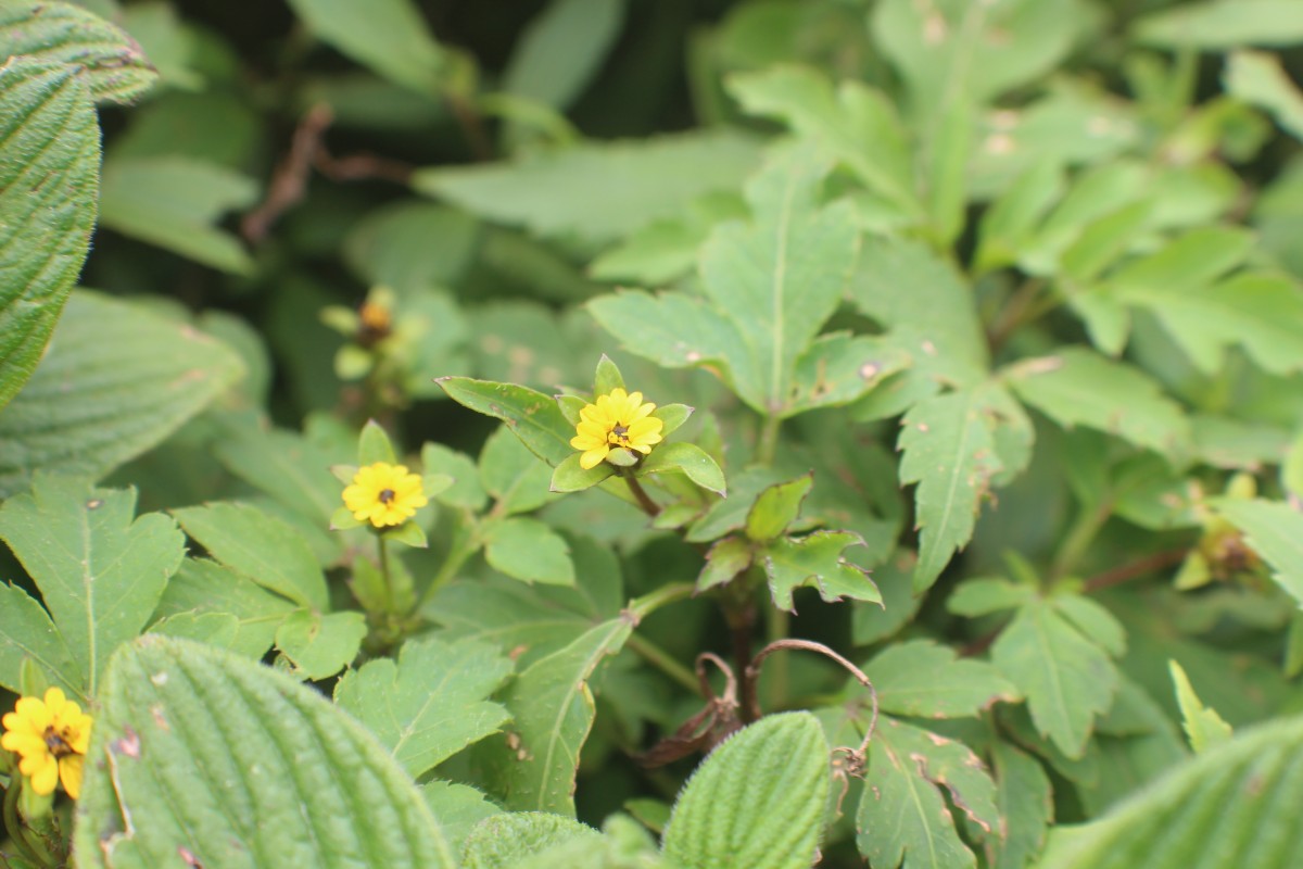 Moonia heterophylla Arn.